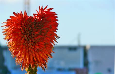 Fondos De Pantalla Flores Naturaleza Cielo Isla Primavera