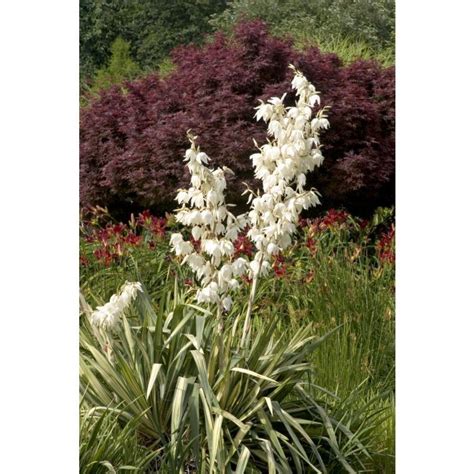 Golden Sword Yucca Yucca Filamentosa Monrovia Nursery Exposure Lights