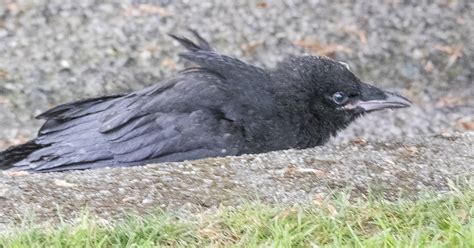 Fledgling Crow