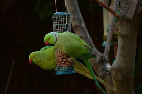 Ringneck Parrot Price In India Idealbloghub