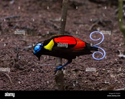 Wilson S Bird Of Paradise Hi Res Stock Photography And Images Alamy