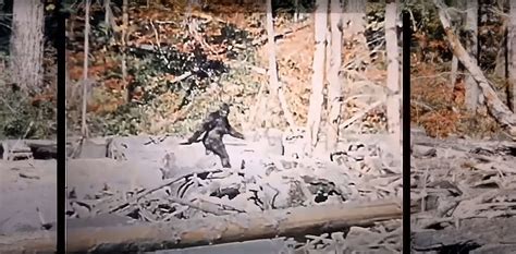 Remastered Stabilized Version Of 1967 Patterson Bigfoot Film