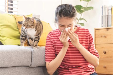 Un Vaccin Pour Traiter L Allergie Aux Chats L Essai Chez L Humain