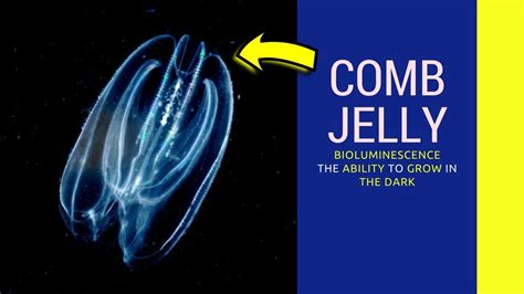 Comb Jelly Facts Comb Jellyfish Eating Another Comb Jellyfish Youtube