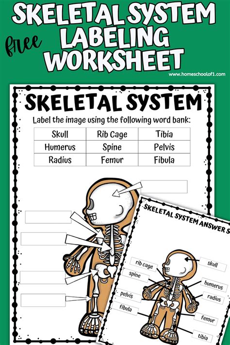 Free Skeletal System Labeling Worksheet - Homeschool of 1