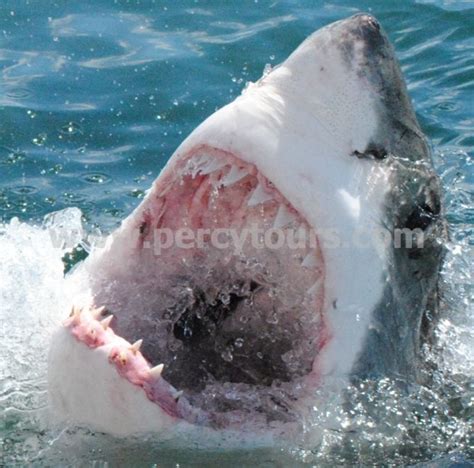 Great White Shark | Cage Diving | Hermanus | Gansbaai | Cape Town ...