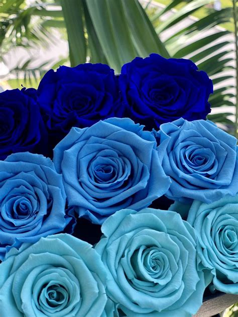 Blue Ombré Preserved Roses Blue Eternity Roses In A Box Roses Last