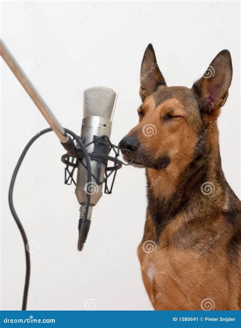 Singing Dog With Eyes Closed Stock Image - Image: 1580691