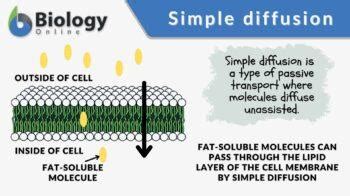 Simple Diffusion - Definition and Examples - Biology Online Dictionary