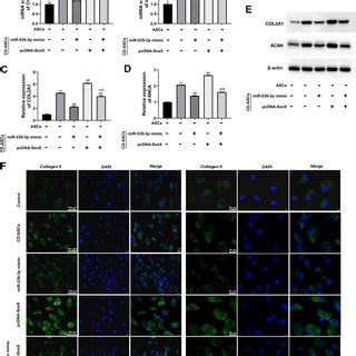 Sox9 Overexpression Promoted HASC Chondrogenic Differentiation By