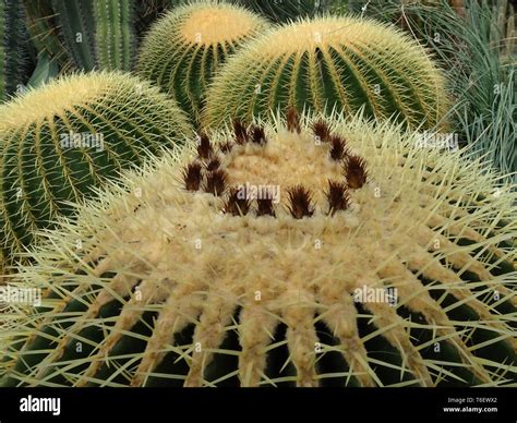 Familia Cactaceae Fotograf As E Im Genes De Alta Resoluci N Alamy