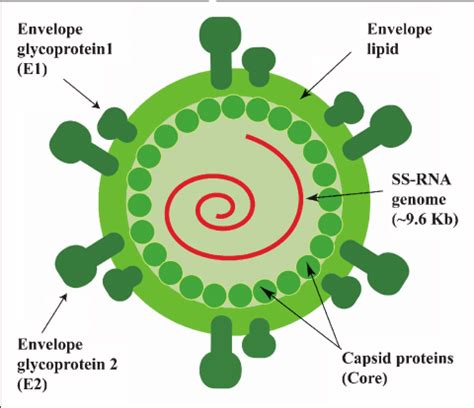 Hepatitis C Virus Particle Structure The HCV Core Protein Interacts