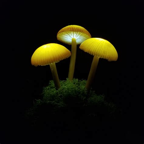 Mushroom Lamp Mushrooms Night Light Fungi LED Glowing In The Etsy