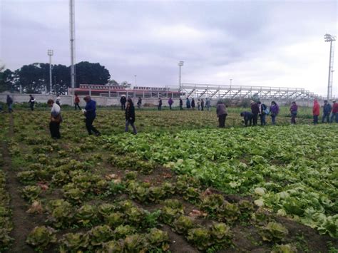 AGRICULTORES DEL PRODESAL INDAP DE FLORIDA REALIZAN GIRA TÉCNICA A