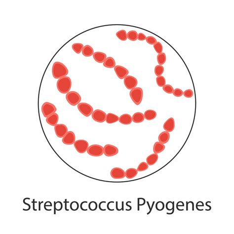 Streptococcus Pyogenes Ilustraci N De Dibujos Animados De