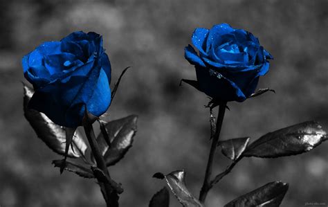 Blue Rose Wallpaper