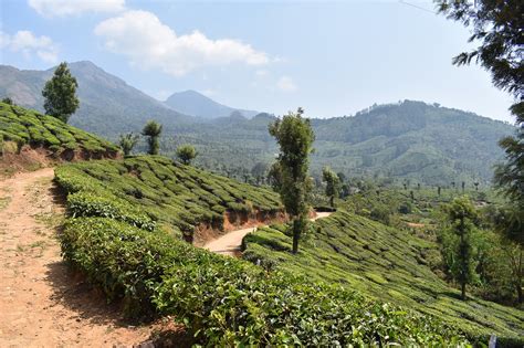 1000 Free Munnar Kerala And Kerala Images Pixabay