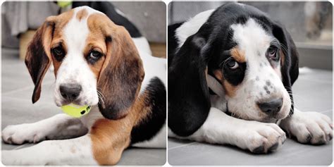 Basset Hound Beagle Puppies