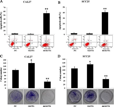 GLUT1 expression is associated with apoptosis and colony formation... | Download Scientific Diagram