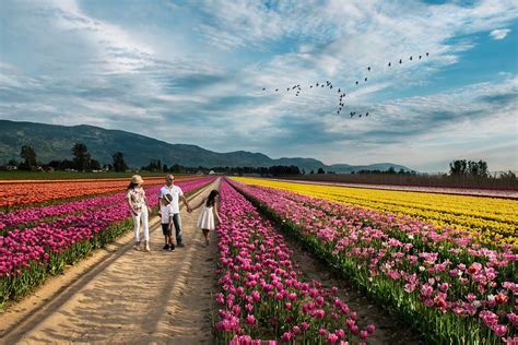 The Chilliwack Tulip Festival Is Now Open (PHOTOS)