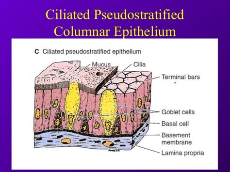 Ciliated Columnar Epithelium Diagram