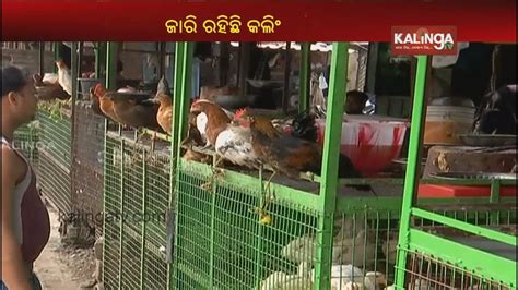 Amid Bird Flu Terror Culling Of Chickens Continues In Bhubaneswar Youtube