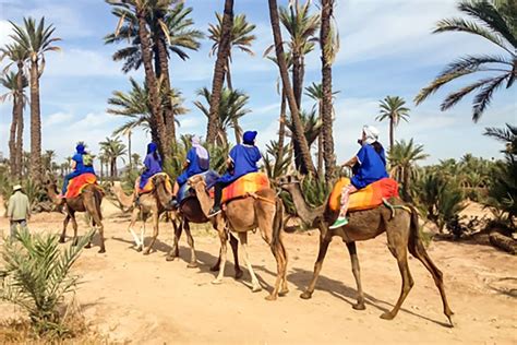 Marrakech balade à dos de chameau à la Palmeraie GetYourGuide