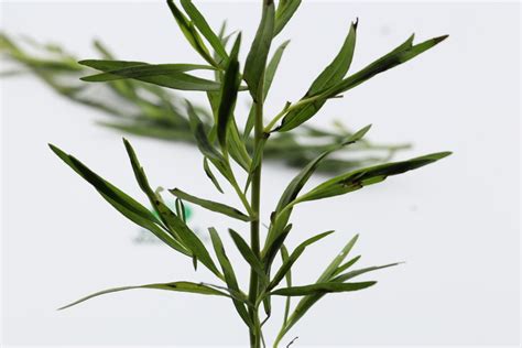 Kenya Tarragon Herb Suppliers Of French Russian Tarragon From Kenya