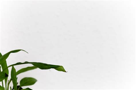 Green Leaves on White Background · Free Stock Photo