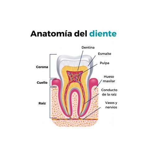 Partes del diente y su estructura Centre Odontològic els Quinze