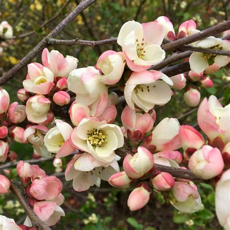 Chaenomeles Speciosa Moerloosei Syn Appleblossom Agm 3l