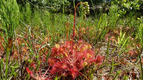 Round Leaved Sundew Steen Jeppesen Flickr