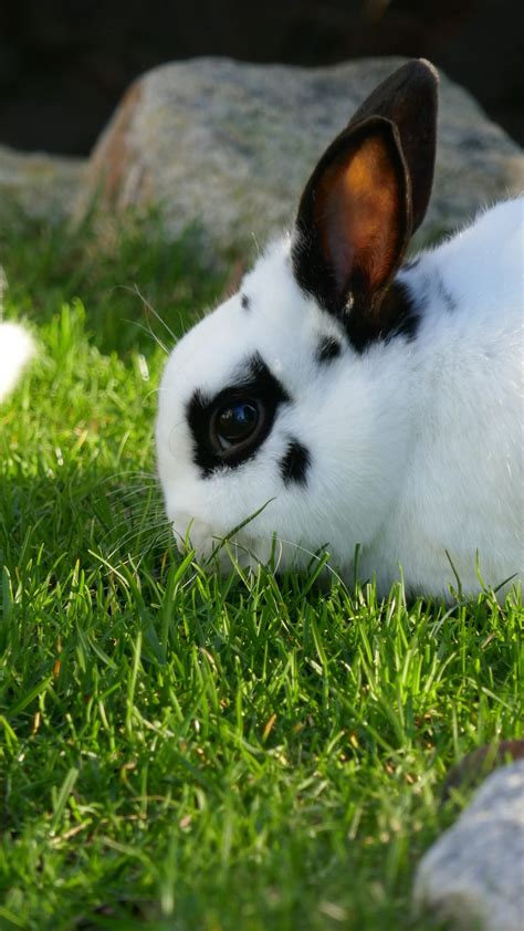 Polish Rabbits Furry Pets With Glossy Furs The Rabbit Hop