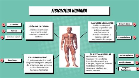 Mapa Mental Fisiologia