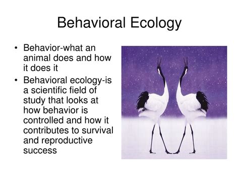 Ppt Behavioral Ecology Powerpoint Presentation Free Download Id763632