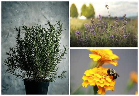 8 Plants That'll Actually Keep Mosquitos Away