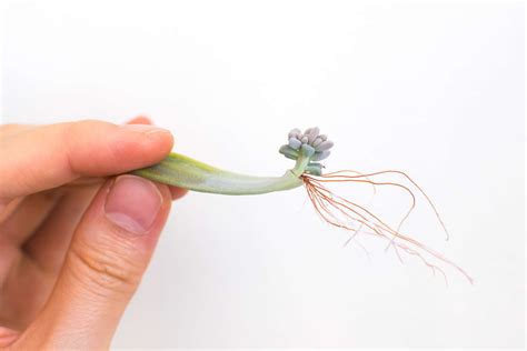 How To Propagate Succulents From Leaves Or Stems