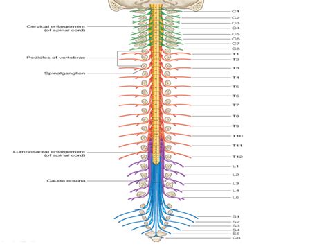 Spinal cord anatomy, Spinal cord, Spinal nerve