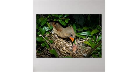 Female Cardinal Feeding Babies Poster | Zazzle