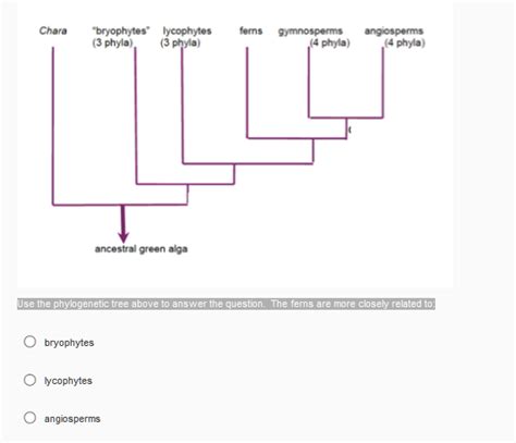 Solved Use The Phylogenetic Tree Above To Answer The