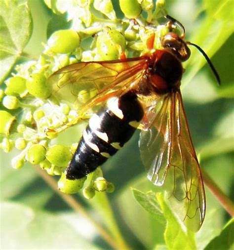 Wasp Sphecius Speciosus Bugguide