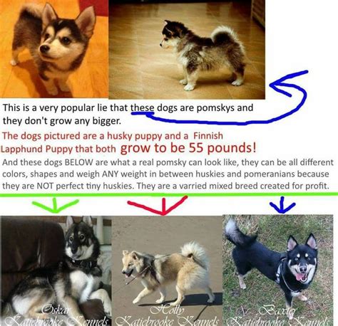 Pin By Krill Urself On Animals I Like Dog Infographic Dog Facts