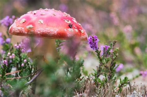 Toadstool En Un Campo De Brezos En El Bosque Seta Venenosa Tapa Roja