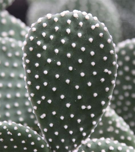 White Polka Dot Cactus Opuntia Microdasys Opuntia Microdasys