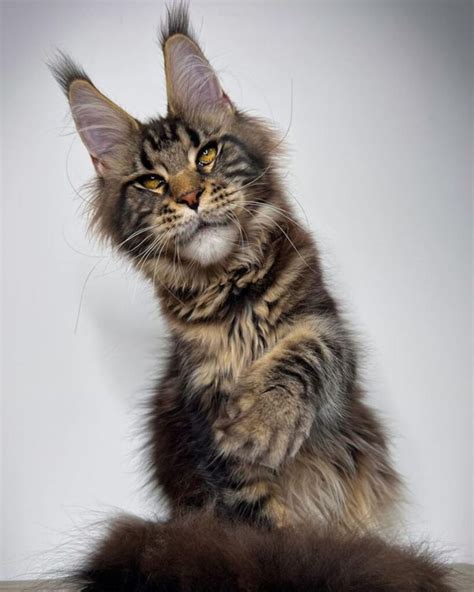 21 Brown Maine Coons That Deserve an "Awww" - MaineCoon.org