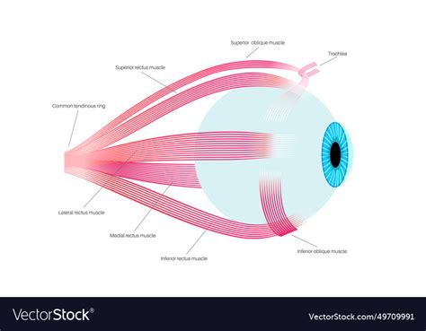 Extraocular Muscles Anatomy Royalty Free Vector Image