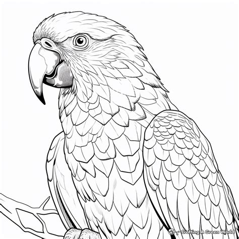 Scarlet Macaw Coloring Pages Free And Printable