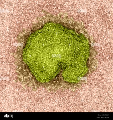 H7N9 Influenza A Avian Flu Virus TEM Stock Photo Alamy