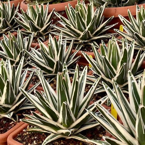 Agave Victoriae Reginae White Rhino Giromagi Cactus And Succulents