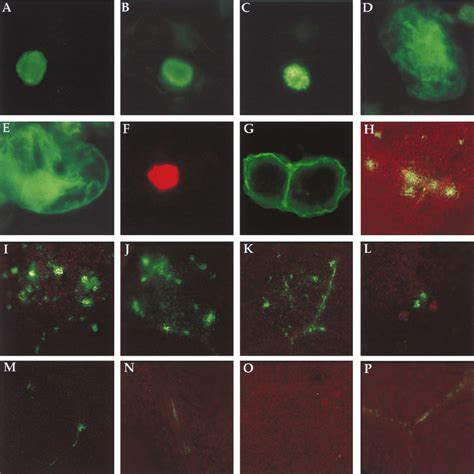 Indirect Immunofluorescence Of Proteins Expressed In Protoplasts A To